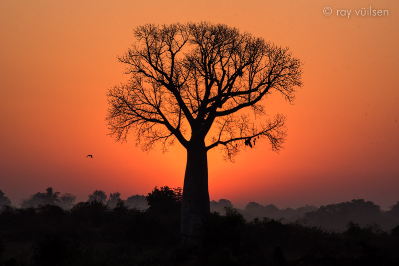 madagascar-photo-adventure