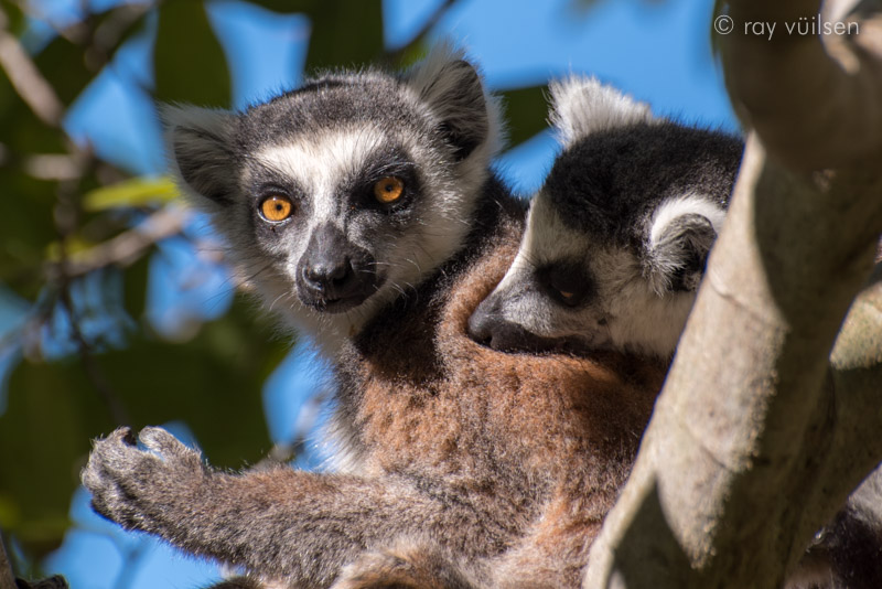 madagascar-photo-workshop