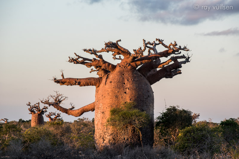 baobab-photo-workshop
